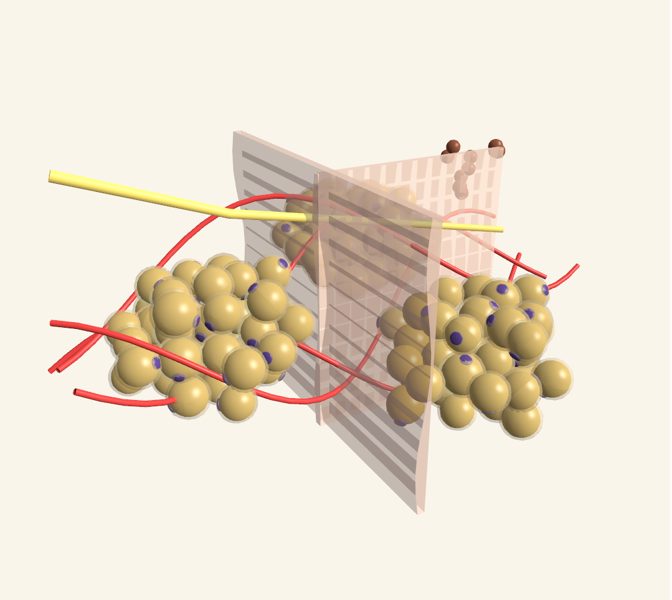 Grasa (tejido adiposo) en 3D