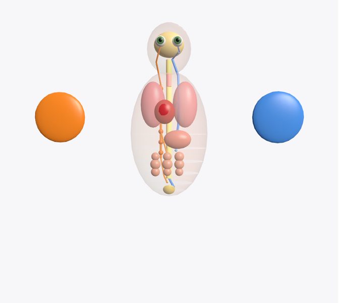 Sistema nervioso autónomo en 3D en la app Asclepio