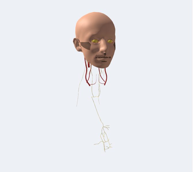 Cabeza en 3D en la app Asclepio