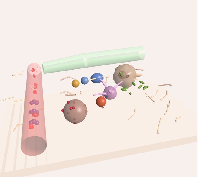 Respuesta inmune en 3D