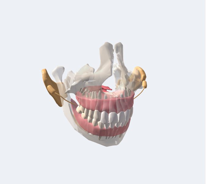 Boca y dientes en 3D