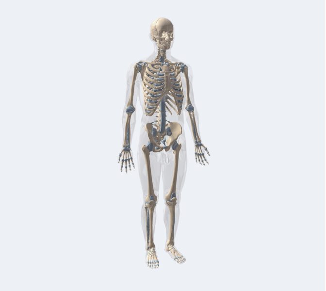 Esqueleto en 3D en la app Asclepio