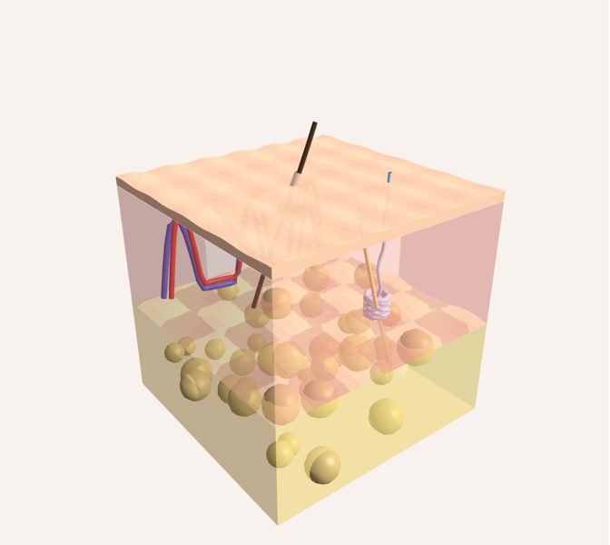 Piel (histología) en 3D