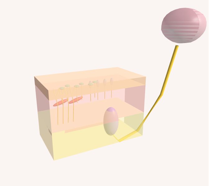 Tacto: la piel en 3D