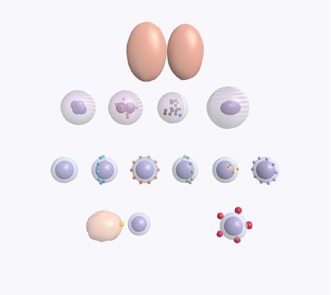 Glóbulos blancos en 3D